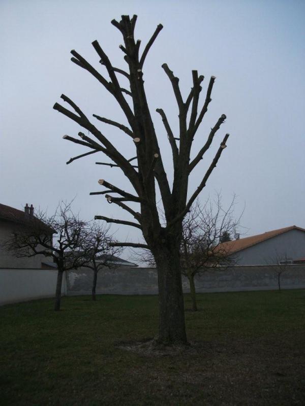 taille érable
