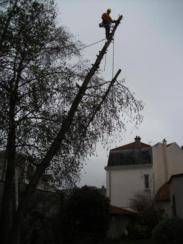 démontage arbres Reims