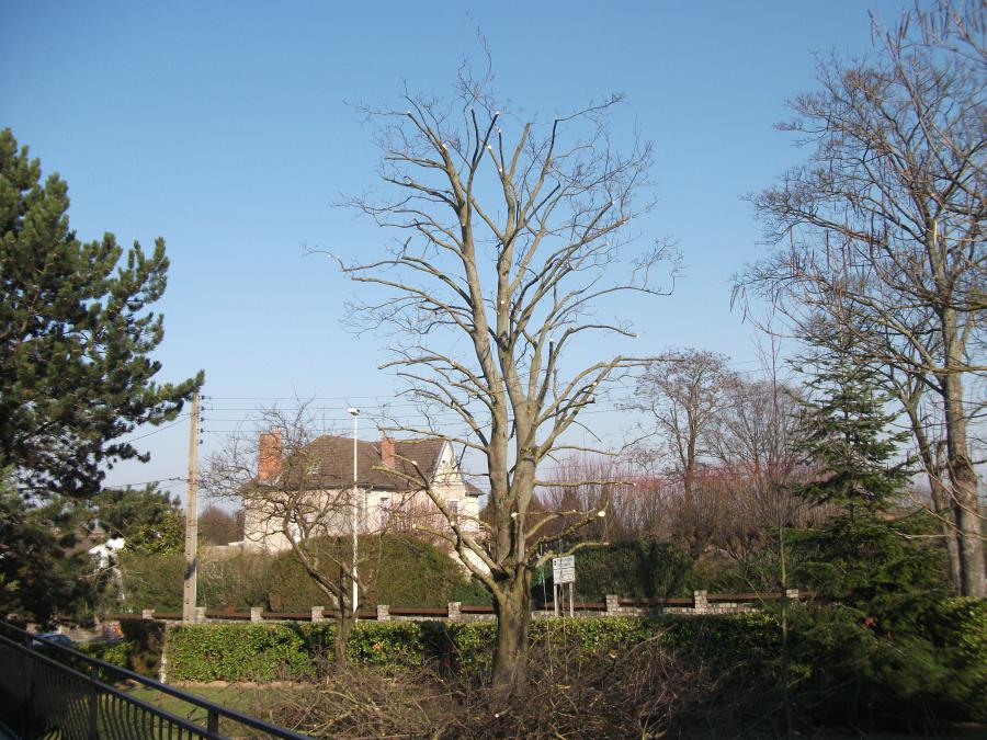 taille douce Cormontreuil
