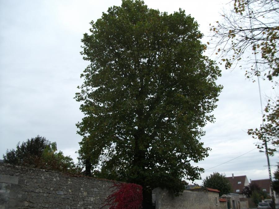 démontage platane
